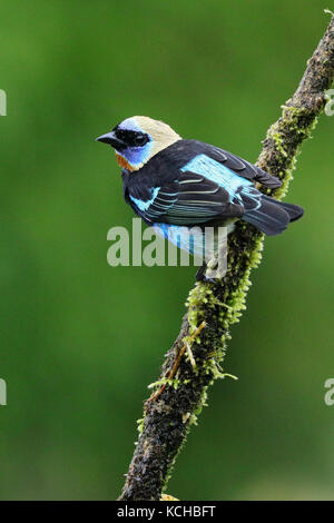 Golden-incappucciati Tanager (Tanagara larvata) appollaiato su un ramo in Costa Rica Foto Stock