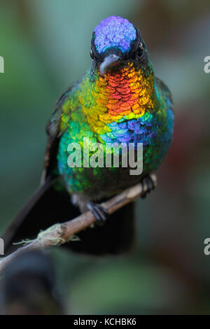 Fiery-throated Hummingbird (Panterpe insignis) appollaiato su un ramo in Costa Rica. Foto Stock