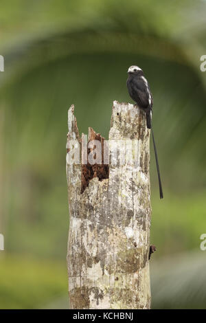 Long-tailed tiranno (Colonia colonus) appollaiato su un ramo in Costa Rica Foto Stock