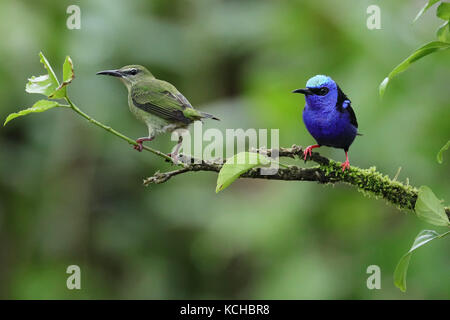 Red-gambe (Honeycreeper Cyanerpes cyaneus) appollaiato su un ramo in Costa Rica Foto Stock