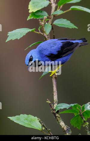 Shining Honeycreeper (Cyanerpes lucidus) appollaiato su un ramo in Costa Rica. Foto Stock