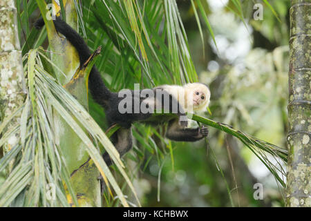 Di fronte bianco-scimmia cappuccino appollaiato su un ramo in Costa Rica Foto Stock