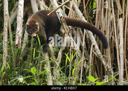 Bianco-becchi Coatamundi appollaiato su un ramo in Costa Rica Foto Stock