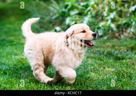 8 settimane vecchio Golden Retriever cucciolo giocando. Foto Stock