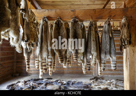 Raccoon pelliccia Pellicce, Fort William parco storico, Thunder Bay, Ontario, Canada. Foto Stock