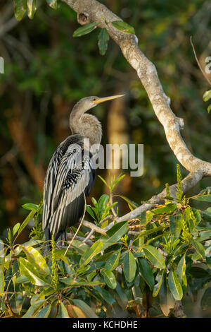 Anhinga (Anhinga anhinga) appollaiato su un ramo del Pantanal Regione del Brasile. Foto Stock