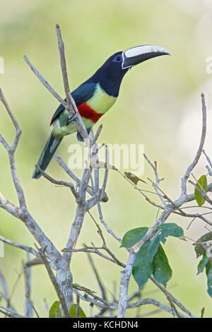 Nero-colli (Aracari Pteroglossus aracari) appollaiato su un ramo in Amazzonia del Brasile. Foto Stock