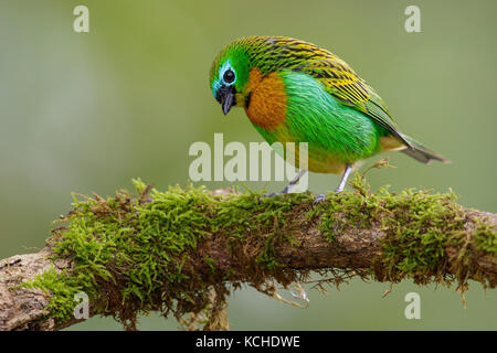 Graffiante-breasted Tanager (Tangara desmaresti) appollaiato su un ramo nella foresta pluviale atlantica Regione del Brasile. Foto Stock