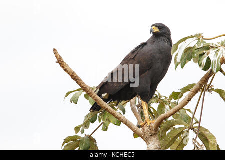 Grande Black Hawk (Buteogallus urubitinga) appollaiato su un ramo del Pantanal Regione del Brasile. Foto Stock