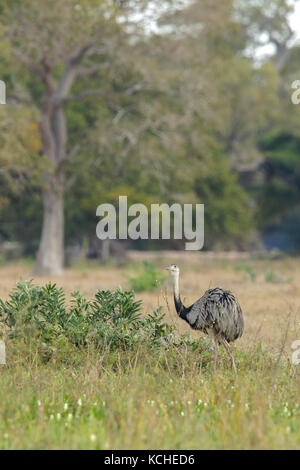 Maggiore Rhea (Rhea americana) in un'area di pascolo in Pantanal la regione del Brasile. Foto Stock