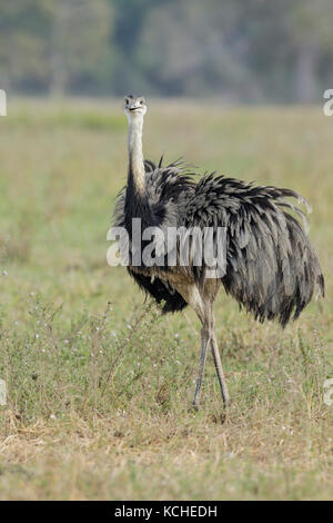 Maggiore Rhea (Rhea americana) in un'area di pascolo in Pantanal la regione del Brasile. Foto Stock