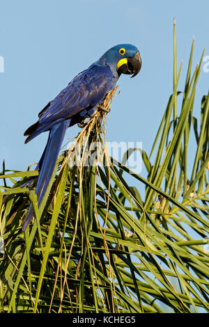Ara Giacinto (Anodorhynchus hyacinthinus) appollaiato su un ramo del Pantanal Regione del Brasile. Foto Stock
