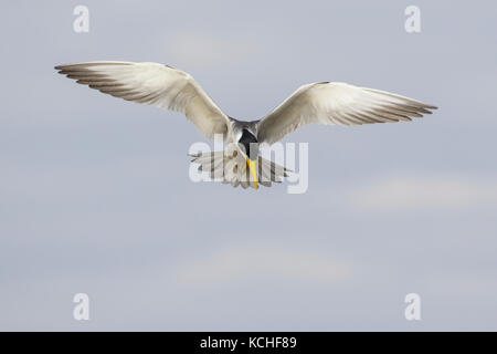 Grandi fatturati Tern (Phaetusa simplex) battenti nel Pantanal la regione del Brasile. Foto Stock