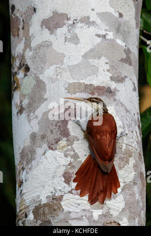 A lungo fatturati Woodcreeper (Nasica longirostris) appollaiato su un ramo in Amazzonia del Brasile. Foto Stock