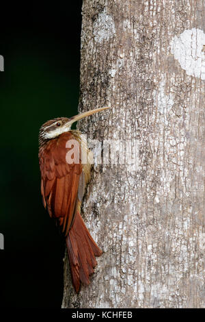 A lungo fatturati Woodcreeper (Nasica longirostris) appollaiato su un ramo in Amazzonia del Brasile. Foto Stock