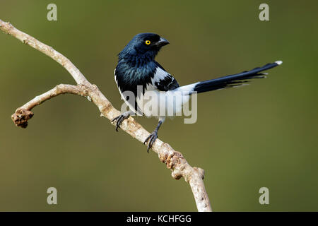 Gazza Tanager (Cissopis leverianus) appollaiato su un ramo nella foresta pluviale atlantica Regione del Brasile. Foto Stock