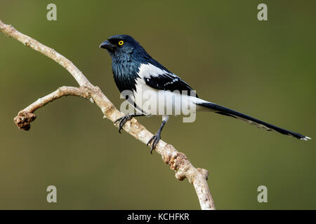 Gazza Tanager (Cissopis leverianus) appollaiato su un ramo nella foresta pluviale atlantica Regione del Brasile. Foto Stock