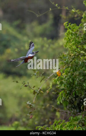 Di inanellare Kingfisher (Megaceryle torquata) battenti nel Pantanal la regione del Brasile. Foto Stock