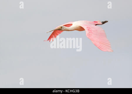 Roseate Spatola (Platalea ajaja) battenti nel Pantanal la regione del Brasile. Foto Stock