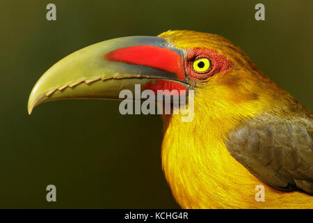 Lo zafferano Toucanet (Pteroglossus bailloni) appollaiato su un ramo nella foresta pluviale atlantica Regione del Brasile. Foto Stock