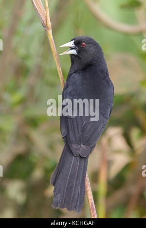 Nero solitario Caciquee (Cacicus solitarius) appollaiato su un ramo del Pantanal Regione del Brasile. Foto Stock