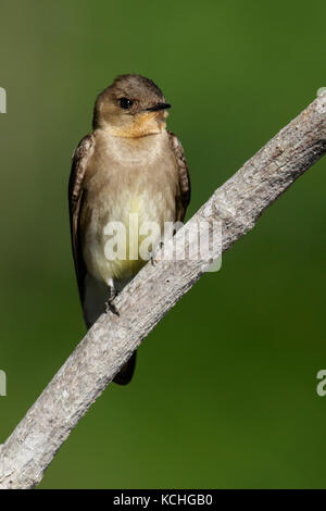 Southern rough-winged Swallow (Stelgidopteryx ruficollis) appollaiato su un ramo in Amazzonia del Brasile. Foto Stock