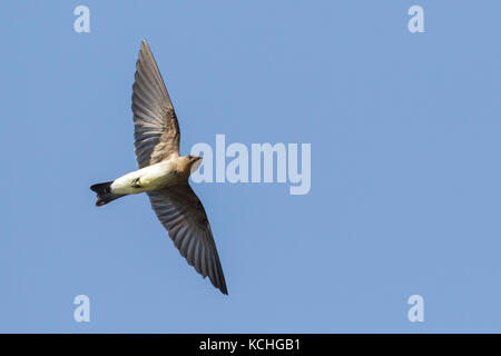 Southern rough-winged Swallow (Stelgidopteryx ruficollis) battenti in Amazzonia del Brasile. Foto Stock