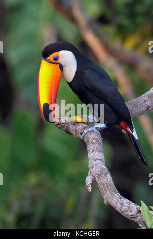 Trasduttore Toco Toucan (Ramphastos toco) appollaiato su un ramo del Pantanal Regione del Brasile. Foto Stock