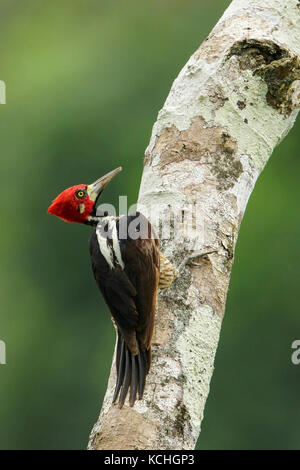 Crimson-crested picchio rosso maggiore (Campephilus melanoleucos) appollaiato su un ramo nel Parco Nazionale del Manu, Perù. Foto Stock