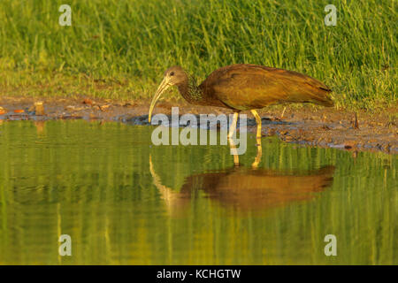 Ibis verde (Mesembrinibis cayennensis) alimentare lungo la riva di una lanca nel Parco Nazionale del Manu, Perù. Foto Stock