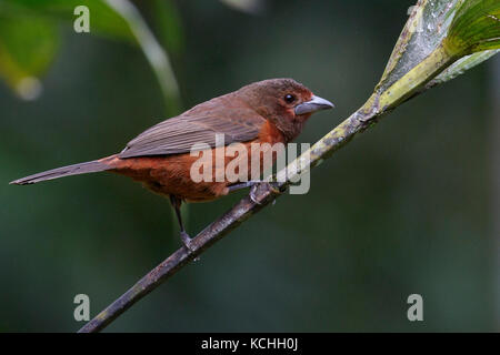 Argento-fatturati Tanager (Ramphocelus carbo) appollaiato su un ramo in Amazzonia in Perù Foto Stock