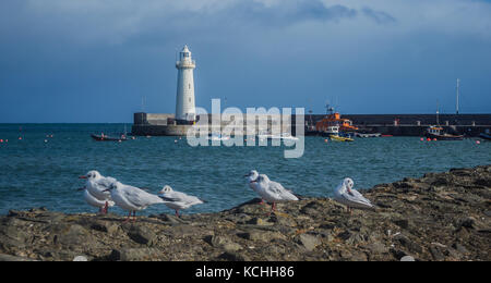 Donaghadee faro con i gabbiani Foto Stock