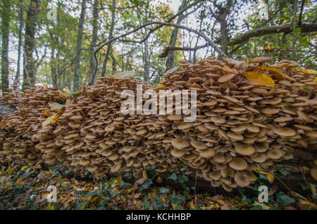 Funghi di Bosco en masse, coprendo un albero caduto in autunno. Foto Stock