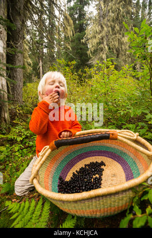 Un giovane berry picker opta per un semplice pasto!! Il Ghiacciaio Il Salmone Kokanee Parco Provinciale, BC Foto Stock