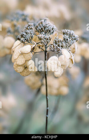 In inverno il gelo Foto Stock