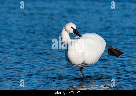 Trumpeter swan (Cygnus buccinatore), Esquimalt Laguna, Victoria, BC, Canada Foto Stock