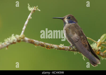 Brown Violetear Hummingbird (Colibri delphinae) appollaiato su un ramo nelle montagne della Colombia, Sud America. Foto Stock