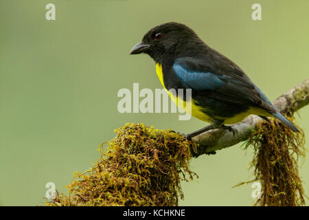 Nero e oro Tanager (Bangsia melanochlamys) appollaiato su un ramo nelle montagne della Colombia, Sud America. Foto Stock