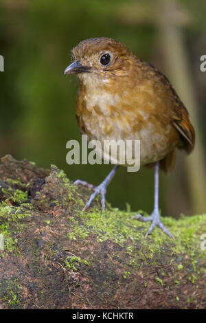 Marrone-nastrare Antpitta (Grallaria milleri) appollaiato su un ramo nelle montagne della Colombia, Sud America. Foto Stock