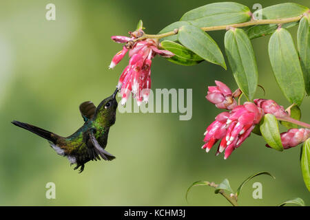 Tyrian Metaltail (Metallura tyrianthina) battenti e alimentando ad un fiore nelle montagne della Colombia, Sud America. Foto Stock