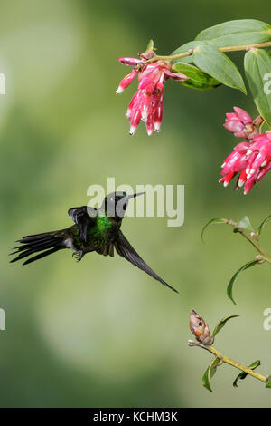 Tyrian Metaltail (Metallura tyrianthina) battenti e alimentando ad un fiore nelle montagne della Colombia, Sud America. Foto Stock