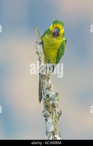 Giallo-eared Parrot (Ognorhynchus icterotis) appollaiato su un ramo nelle montagne della Colombia, Sud America. Foto Stock
