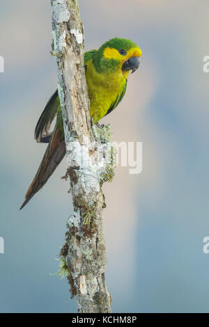Giallo-eared Parrot (Ognorhynchus icterotis) appollaiato su un ramo nelle montagne della Colombia, Sud America. Foto Stock
