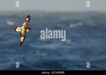 Cape Petrel (Daption capense) volare oltre oceano alla ricerca di cibo nei pressi di Isola Georgia del Sud. Foto Stock