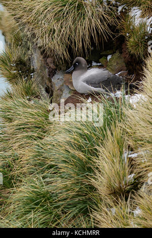 Luce-mantled fuligginosa Albatross (Phoebetria palpebrata) arroccato su tussock grass su Isola Georgia del Sud. Foto Stock