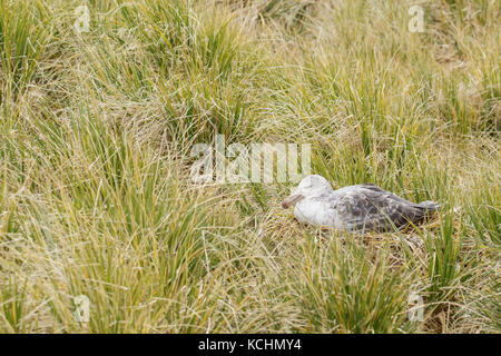 Il gigante del nord Petrel (Macronectes halli) sulla nidificazione tussock grass su Isola Georgia del Sud. Foto Stock
