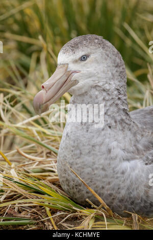 Il gigante del nord Petrel (Macronectes halli) sulla nidificazione tussock grass su Isola Georgia del Sud. Foto Stock