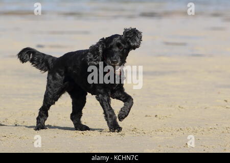 Cocker Spaniel su una spiaggia che trasportano una sfera un orecchio in aria Foto Stock