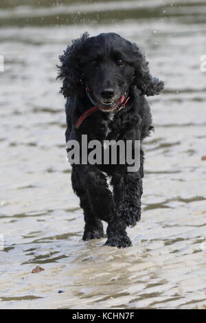 Cocker Spaniel su una spiaggia a correre verso la telecamera Foto Stock