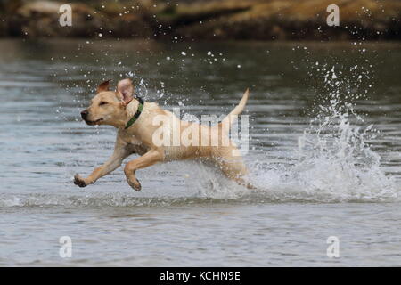 Cucciolo di Labrador in esecuzione attraverso l acqua Foto Stock